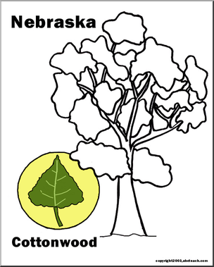 Nebraska: State Tree – Cottonwood – Abcteach