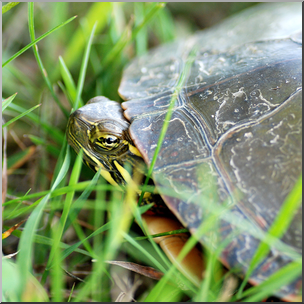 Photo: Turtle 03b HiRes