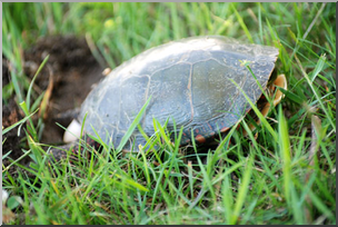 Photo: Turtle Laying Eggs 01 LowRes