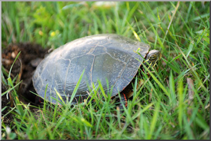 Photo: Turtle Laying Eggs 02 LowRes