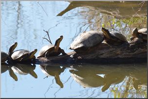 Photo: Turtles 01 LowRes