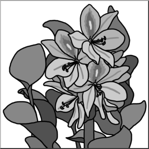 Clip Art: Plants: Water Hyacinth Grayscale