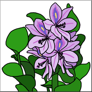 Clip Art: Plants: Water Hyacinth Color 2 – Abcteach