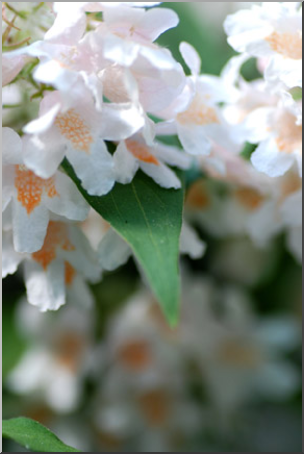 Photo: White Flowers 01a LowRes