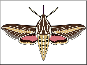 Clip Art: Moth: White-Lined Sphinx Color