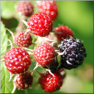 Photo: Wild Blackberries 01b LowRes