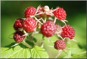 Photo: Wild Blackberries 02 LowRes