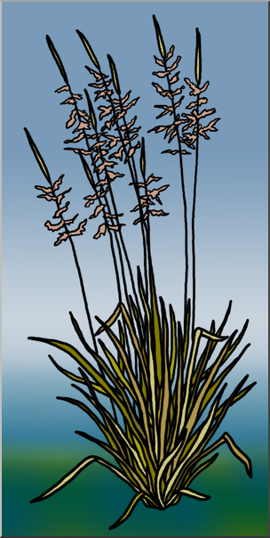 Clip Art: Plants: Wild Rice Color 1