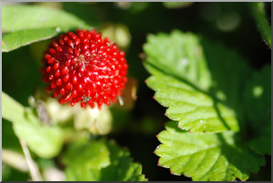 Photo: Wild Strawberry 01a HiRes