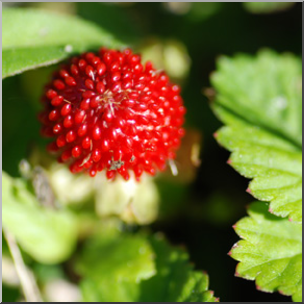 Photo: Wild Strawberry 01b LowRes