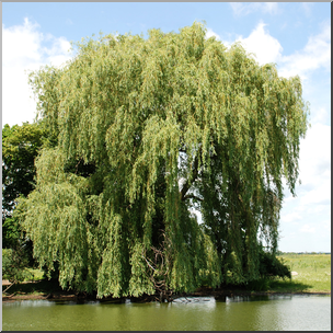 Photo: Willow Tree 01 HiRes