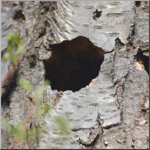 Photo: Woodpecker Nest Hole 01b HiRes