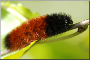 Photo: Wooly Bear Caterpillar 01 HiRes