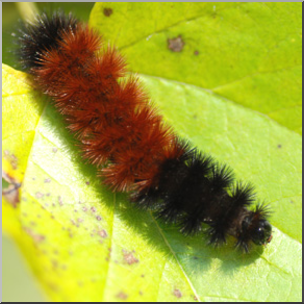 Photo: Wooly Bear Caterpillar 03 LowRes