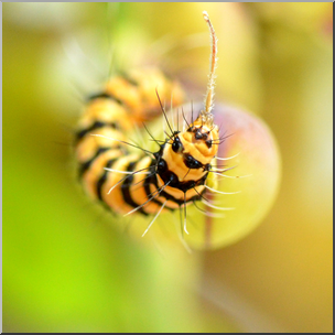 Photo: Caterpillar 05b HiRes