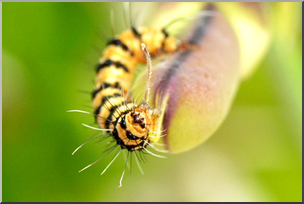 Photo: Caterpillar 06a LowRes