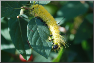 Photo: Caterpillar 01a HiRes