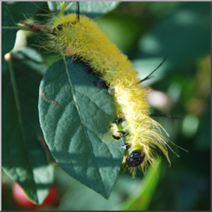 Photo: Caterpillar 01b LowRes