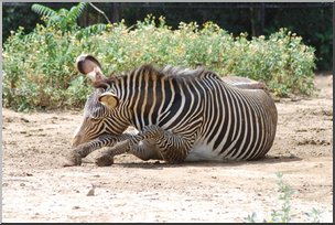Photo: Zebra 01 LowRes