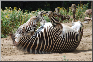 Photo: Zebra 02 LowRes