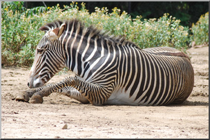 Photo: Zebra 03 LowRes