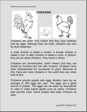 Comprehension: Animal – Chicken (primary/elem)