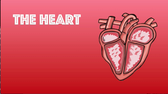 The Heart (Science Video)