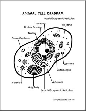 Diagram: Animal Cell – Abcteach