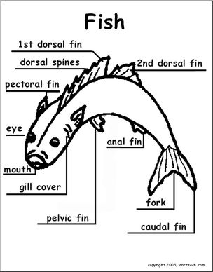 Animal Diagrams: Fish (labeled and unlabeled)