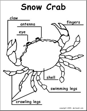 Animal Diagrams: Snow Crab (labeled and unlabeled)