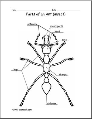 Animal Diagram: Ant (labeled and unlabeled)