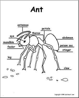 Animal Diagrams:  Ant (labeled parts)