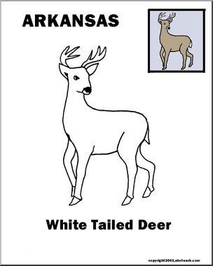 Arkansas: State Animal – White-tailed Deer – Abcteach