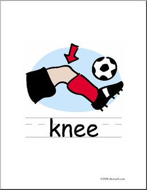 Clip Art: Basic Words: Knee Color (poster) – Abcteach