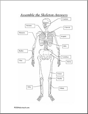 Bone Diagram: Human Skeleton