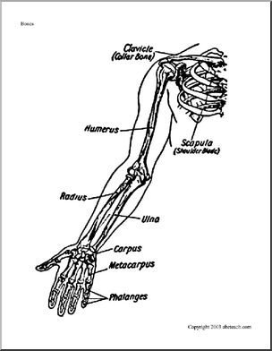 arm bones diagram