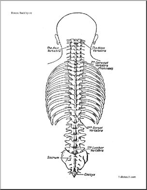 Bone Diagrams: Back (labeled)
