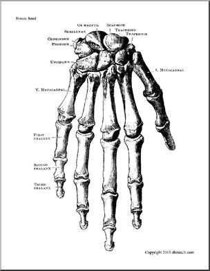 Bone Diagrams: Hand (labeled) – Abcteach