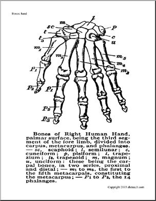 Bone Diagrams: Hand (unlabeled) – Abcteach