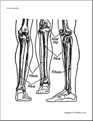 Bone Diagrams: Knee and Leg (labeled)