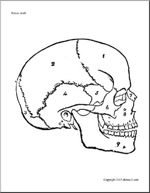 Bone Diagrams: Skull (unlabeled)