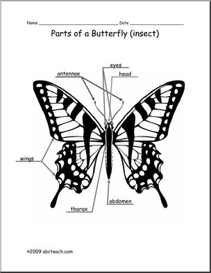 Animal Diagram: Butterfly (labeled and unlabeled)