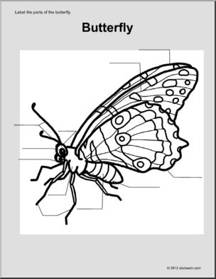 Animal Diagrams:  Butterfly (unlabeled parts)