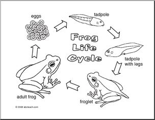 Coloring Page: Frog Life Cycle