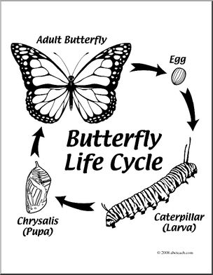 Clip Art: Butterfly Life Cycle (coloring page)