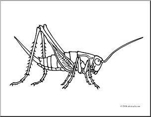 Clip Art: Insects: Cricket (coloring page)