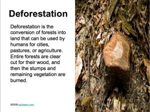 PowerPoint Presentation: Deforestation (upper elem/middle)