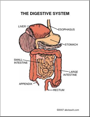 Diagram: The Digestive System