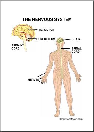 nervous system for kids diagram