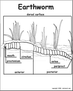 Animal Diagrams:  Earthworm (labeled parts)